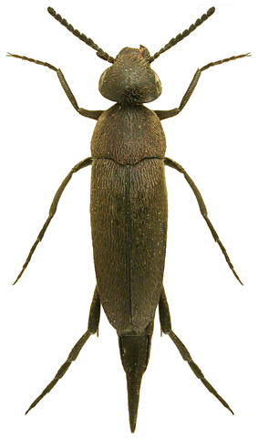 Mordellistena austriaca